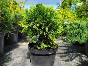 Туя западная Колумна. Саженцы