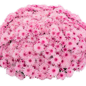 Хризантема мультифлора Lively Pink Bicolor. Саженцы