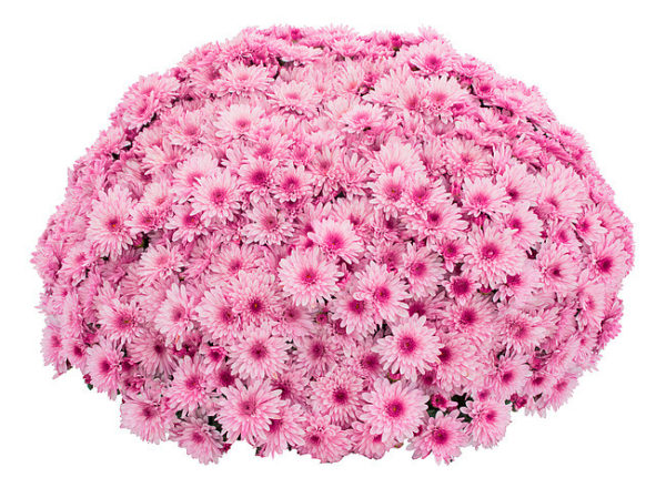 Хризантема мультифлора Lively Pink Bicolor. Саженцы
