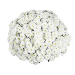 Хризантема мультифлора Calm White. Саженцы