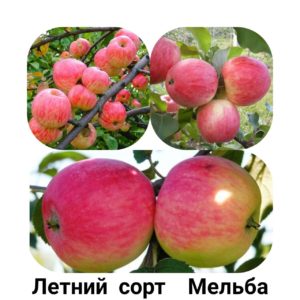 Саженец яблони Мельба (летний сорт)