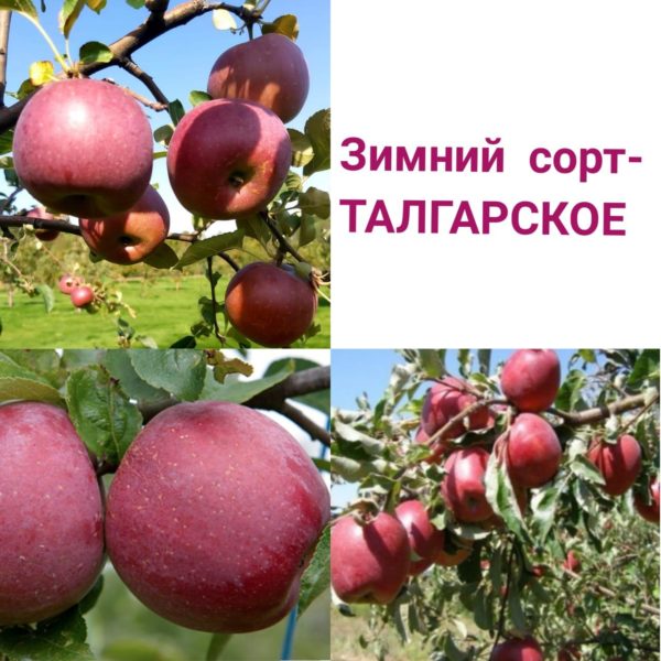 Саженец яблони Талгарское (зимний сорт)