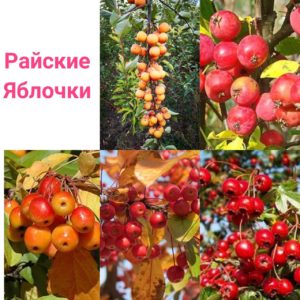 Саженец яблони Райские яблочки
