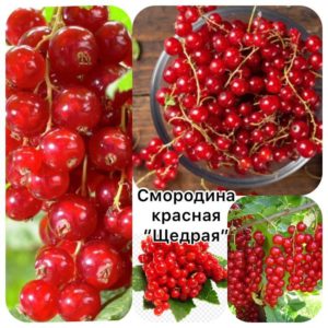 Смородина красная Щедрая. Саженцы