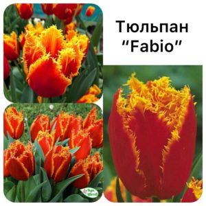Тюльпан Fabio. Саженцы