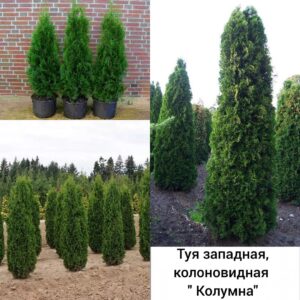 Туя западная, колоновидная "Колумна"