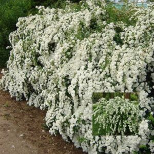 Спирея Вангутта