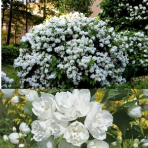 Жасмин садовый