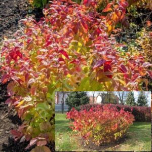 Спирея японская 'Macrophylla'