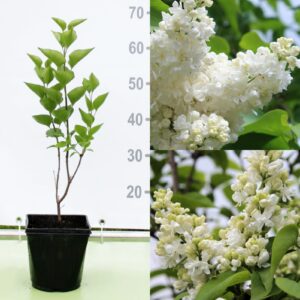 Сирень обыкновенная Мадам Лемуан