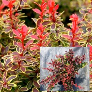 Барбарис Тунберга «Коронита»