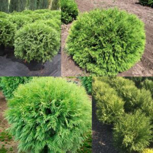 Туя западная Вудварди