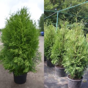 Туя западная 'Brabant'