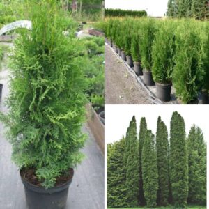 Туя западная колумна