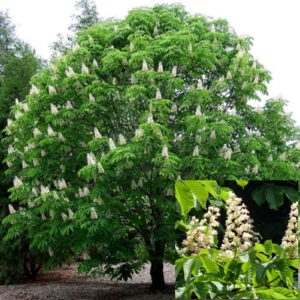 Конский каштан обыкновенный