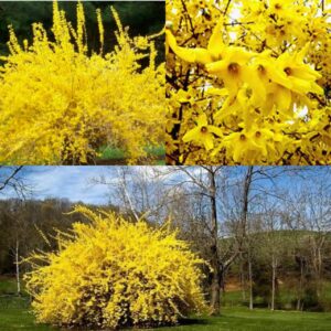 Форзиция промежуточная