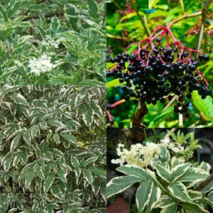 Бузина «Маргината»