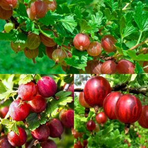 Крыжовник обыкновенный