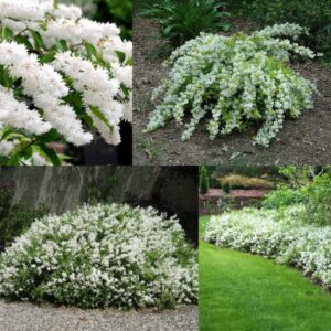 Дейция изящная