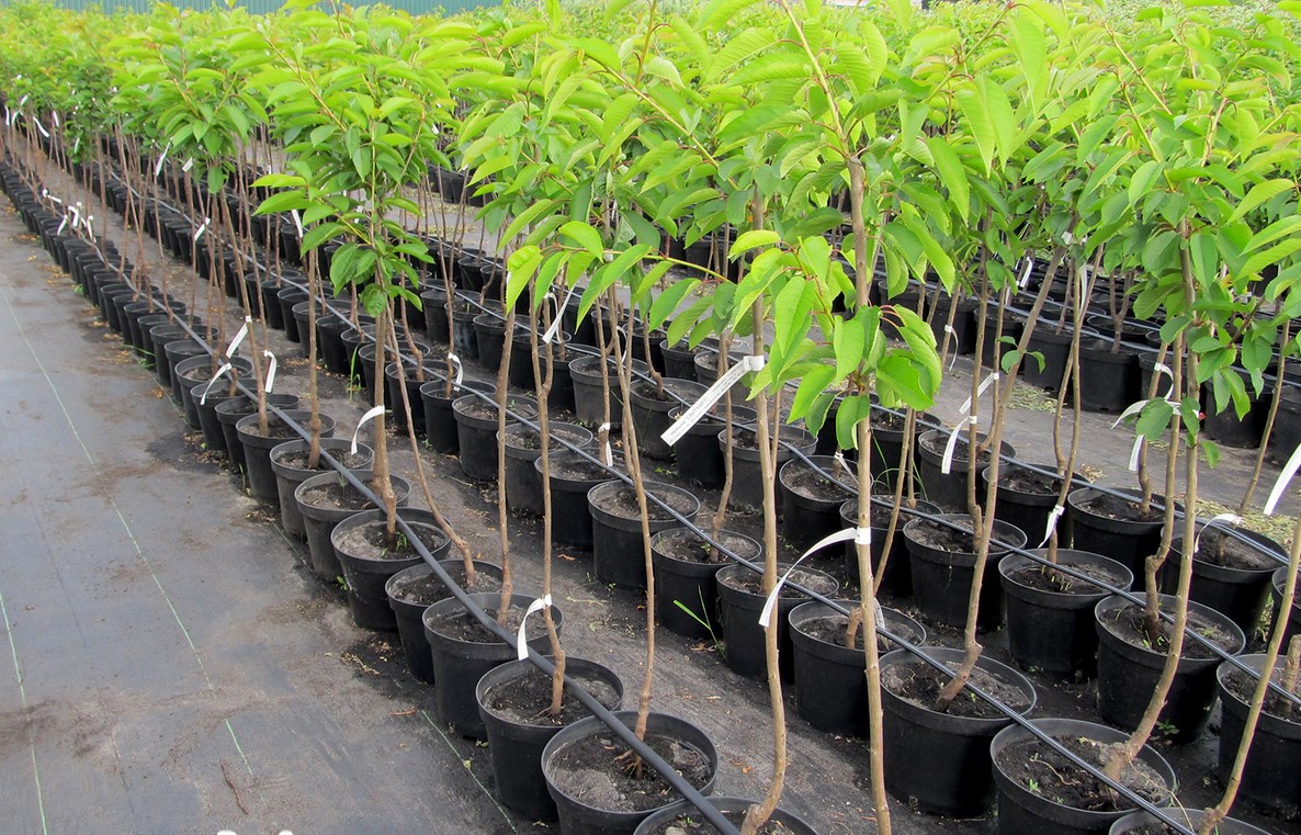 Особенности посадки и ухода за саженцами черешни в Алматы