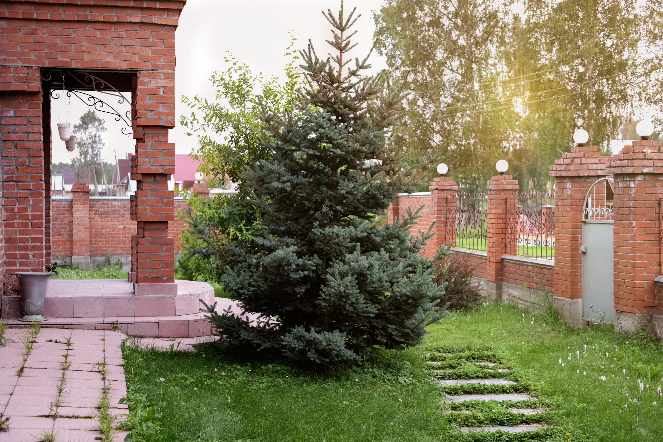 Чем хвойные деревья лучше лиственных для благоустройства участка